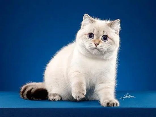 家里的猫咪一直叫是怎么回事？