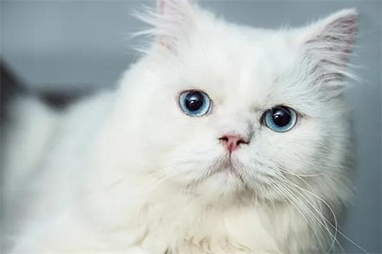 家里的猫咪嘴巴有臭味怎么办？