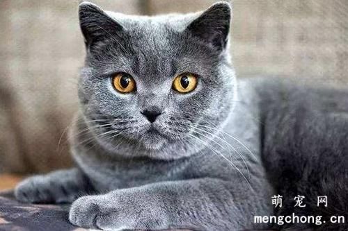 容易被忽略的“猫咪求助”讯号？猫咪的不同动作有不同的含义