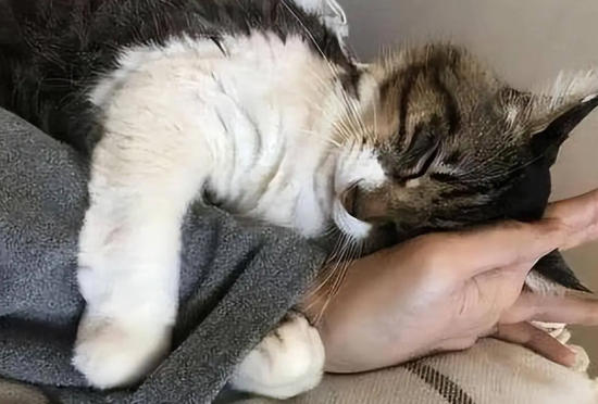 对猫过敏了怎么办有什么好的办法