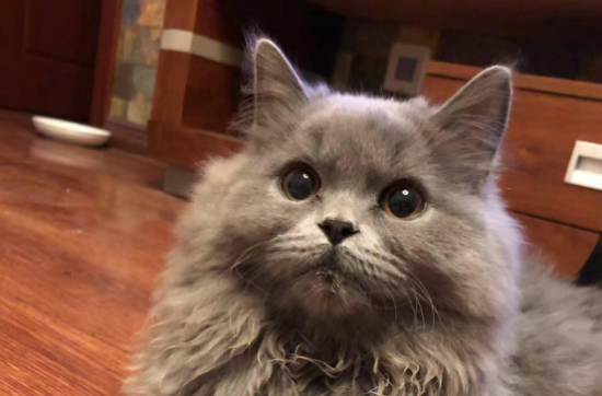 对猫过敏还想养猫怎么办