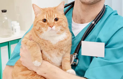 小Q告诉你猫猫打针的疫苗顺序时间?(图1) 小Q告诉你猫猫打针的疫苗顺序时间?