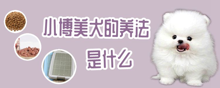 小专美犬的养法是什么