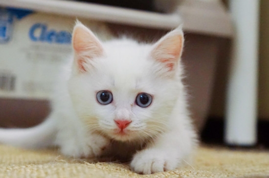 小奶猫向来喊是什么缘故