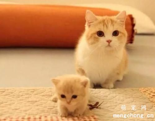 小奶猫可以吃什么食物