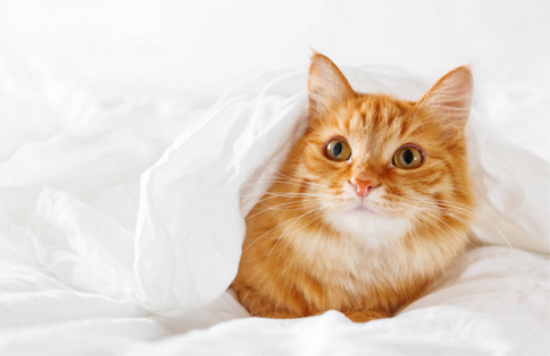 小奶猫吃什么食物比较好