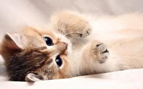 小奶猫喂养方法和注意事项