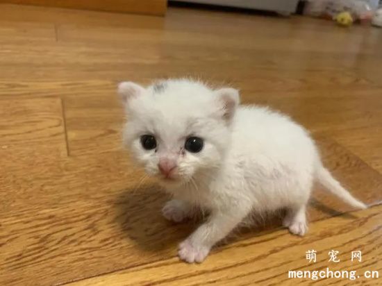 小奶猫怎么养？(养小奶猫的经验)