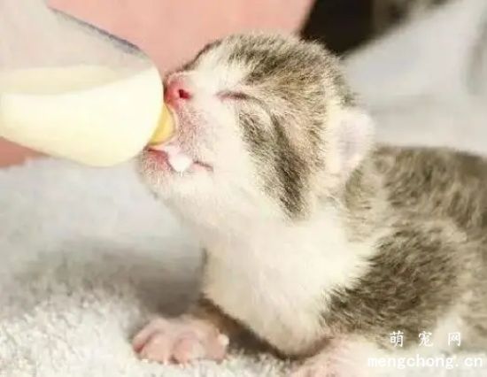 小奶猫怎样人工喂食？