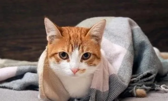 小奶猫老是尿床上怎么办
