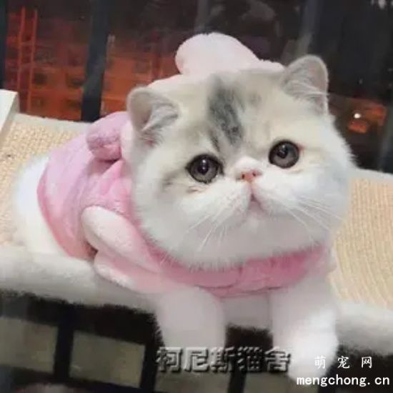 小奶猫认主人的表现