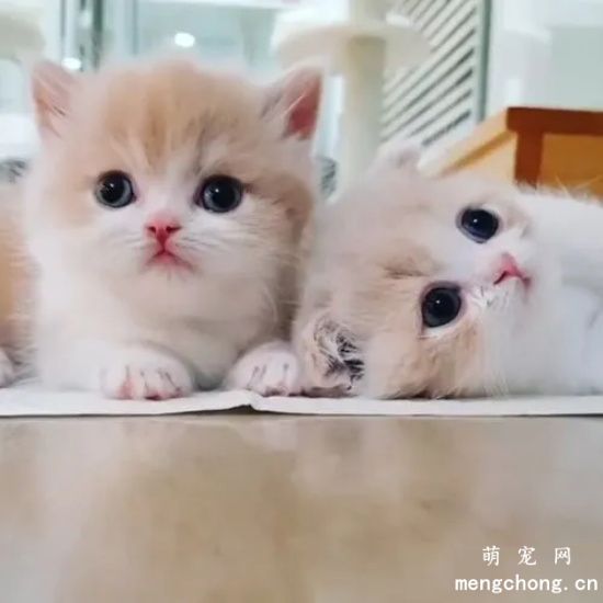 小奶猫需要晒太阳吗？