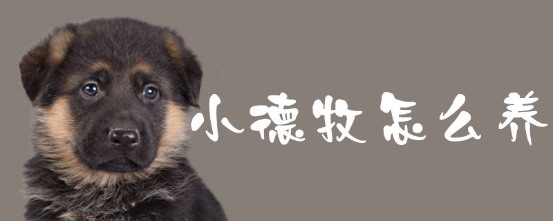 小德牧怎么养(图1) 小德牧怎样养1