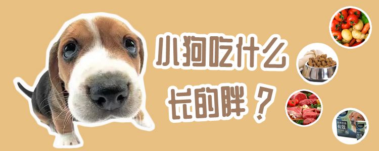 小狗吃什么长的肥