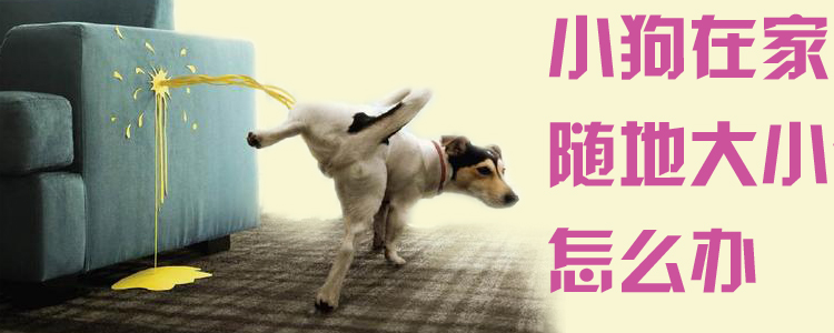 小狗在家到处巨细便怎样办