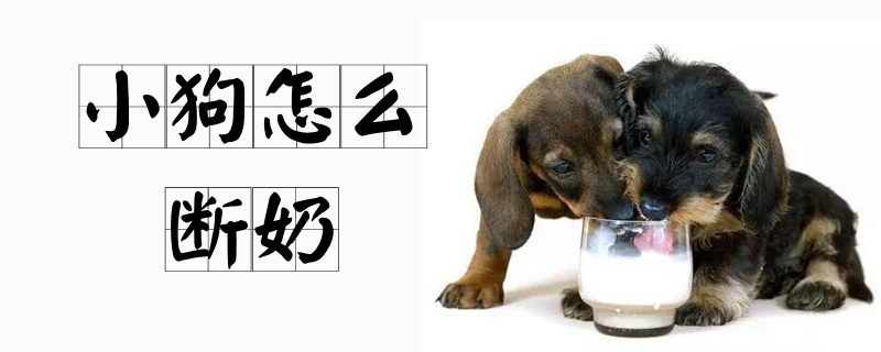 小狗怎样断奶