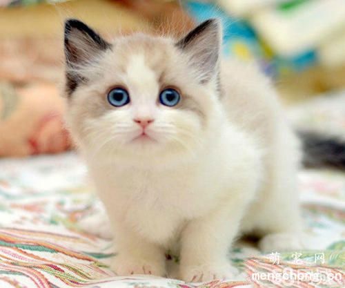 小猫一个月断奶能活吗，小猫一个月可以断奶吗
