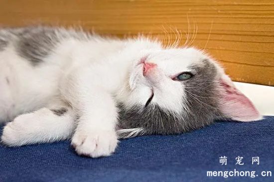 小猫一天睡多久?