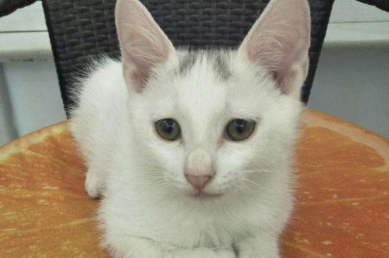 小猫没有吃猫粮怎样办