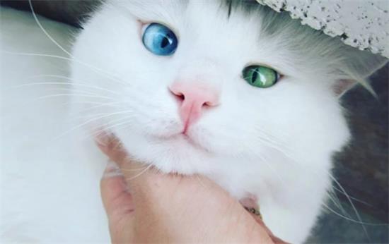 小猫不吃饭，精神不好咋办？