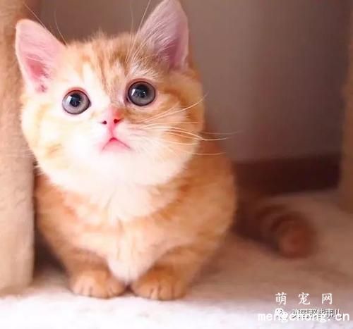 小猫不听话怎么办 从小开始训练猫咪听话