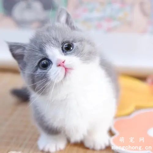 小猫不爱吃猫粮怎么办？