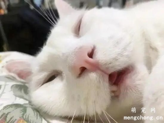 小猫为什么打呼噜？
