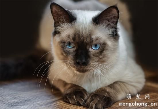 小猫为什么踩奶