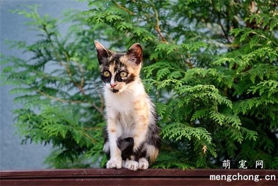 小猫乱尿尿怎么办？