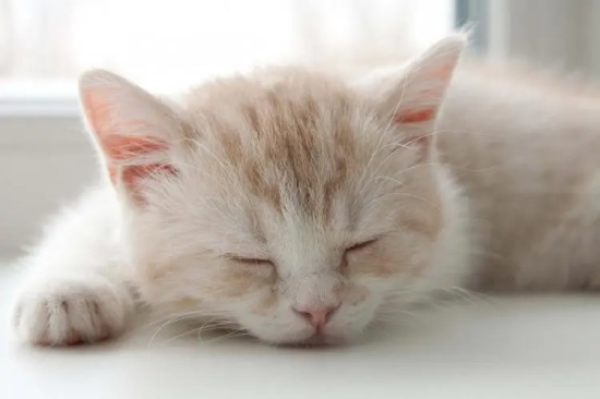 小猫低血糖存活率大吗 