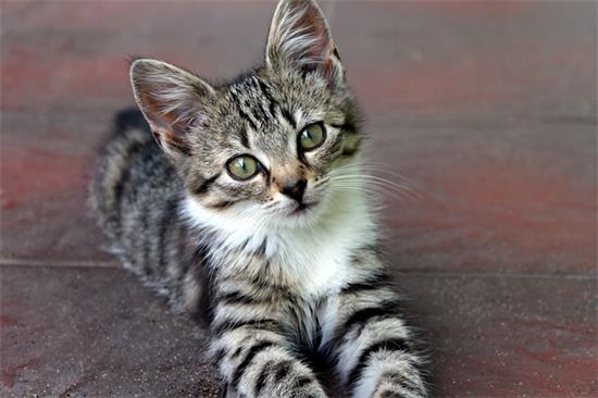 小猫体温多少度算正常?深入解析小猫健康的体温标准