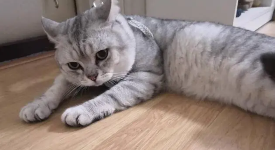 小猫全身猫藓需要剃毛吗?