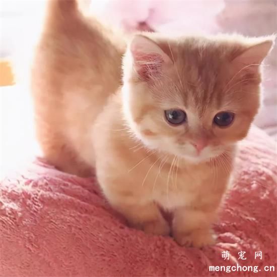 小猫几个月性格才稳定？