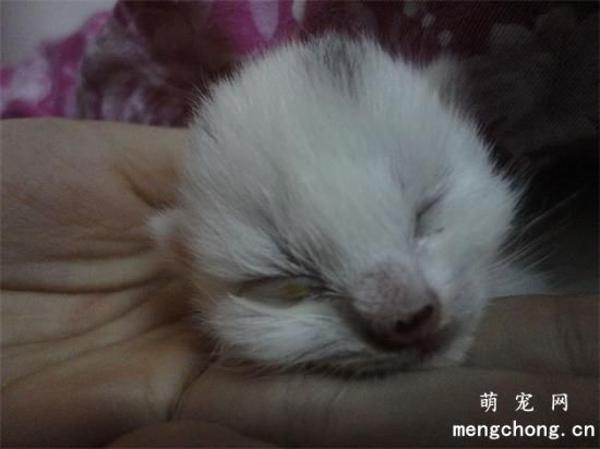 小猫几天睁眼睛自己能走