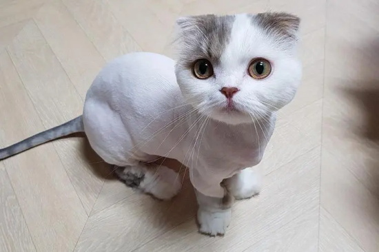 小猫刚到家一直叫要不要理它?