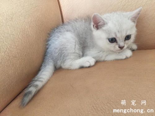 小猫刚满月怎么喂养?