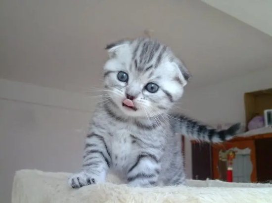 小猫到家不吃不喝应该怎么办?