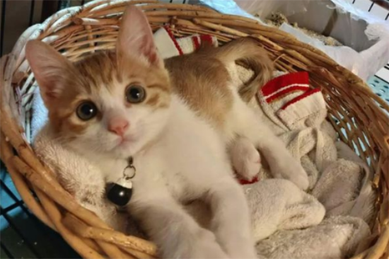 小猫到新家一直叫怎么办