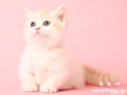 小猫到新家一直叫是为什么？