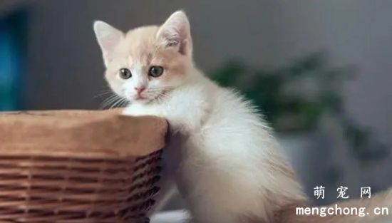 小猫发出呼噜呼噜的声音是啥意思？