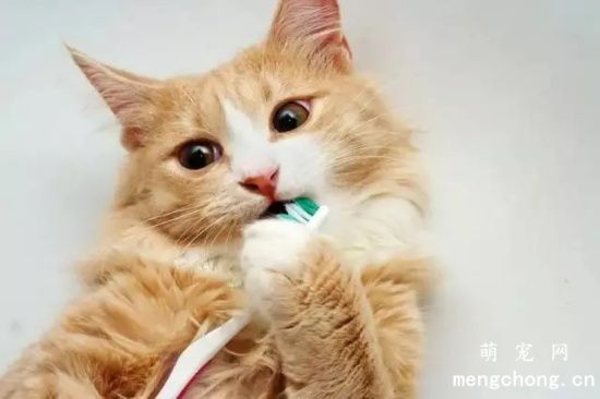 小猫口臭怎么办？