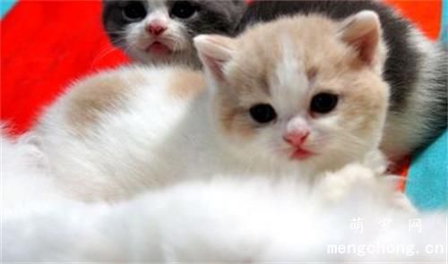 小猫叫声沙哑怎么回事