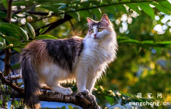 小猫可以吃苹果吗