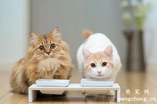 小猫可以喝人喝的奶粉吗