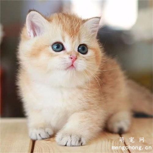 小猫吃什么长得胖