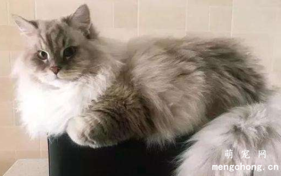 小猫吃什么长肉快？