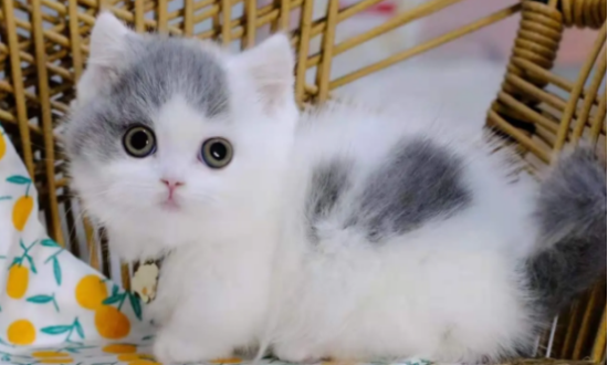 小猫后腿站不起来后腿拖着走 可能是骨折