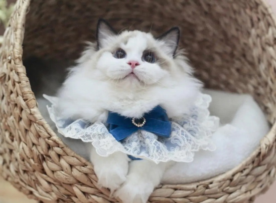 小猫吐黄水该如何治疗