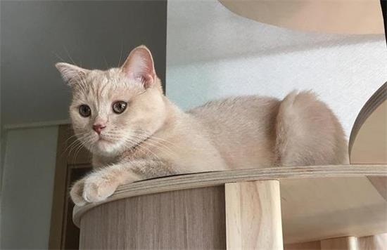 小猫呕吐物里面有血丝怎么回事