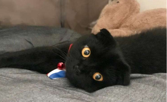 小猫咪刚打完疫苗可以洗澡吗？